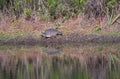 Florida turtle