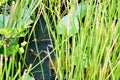 Florida usa gator park september babies alligators Royalty Free Stock Photo