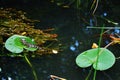 Florida usa gator park september baby alligator Royalty Free Stock Photo