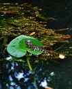 Florida usa gator park september baby alligator Royalty Free Stock Photo