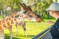 Florida, USA - September 19, 2019: Feeding giraffes in Lion Country Safari park in West Palm Beach Florida Royalty Free Stock Photo