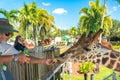 Florida, USA - September 19, 2019: Feeding giraffes in Lion Country Safari park in West Palm Beach Florida