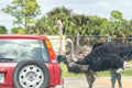 Florida, USA - September 19, 2019: Lion Country Safari drive through park in West Palm Beach Florida. Cars driving near