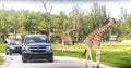 Florida, USA - September 19, 2019: Lion Country Safari drive through park in West Palm Beach Florida. Cars driving near