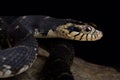 Florida water snake Nerodia fasciata pictiventris Royalty Free Stock Photo