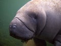 Florida: West Indian Manatee