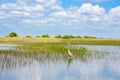 Florida wetland, Airboat ride at Everglades National Park in USA. Royalty Free Stock Photo