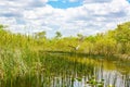 Florida wetland, Airboat ride at Everglades National Park in USA. Royalty Free Stock Photo