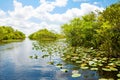 Florida wetland, Airboat ride at Everglades National Park in USA. Royalty Free Stock Photo