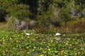 Florida wetland birds landscape Royalty Free Stock Photo