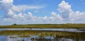 Florida wetland. Everglades National Park in Florida, USA. Royalty Free Stock Photo