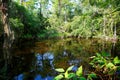 Florida wetland, wooden path trail at Everglades National Park in USA. Royalty Free Stock Photo