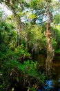 Florida wetland, wooden path trail at Everglades National Park in USA. Royalty Free Stock Photo