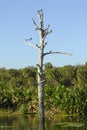 The Florida Wetlands