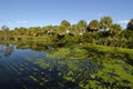 The Florida Wetlands