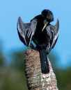 Florida Wetlands Bird - Anhinga Snake Bird