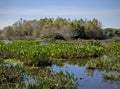 Florida Wetlands Royalty Free Stock Photo