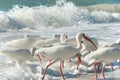 Florida white birds