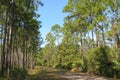 Florida wild forest