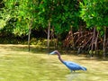 Florida wild life and birds of paradise aka near Boca grande