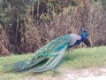 Florida Wild Peacock