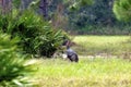 Florida Wild Turkey 606272