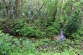 Florida Wilderness Swamp with Green Foliage Close-Up