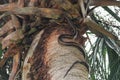 Florida- Wildlife- Close Up of a Garter Snake Climbing to the Top of a Tall Palm Tree