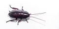 Florida woods cockroach - Eurycotis floridana - is native to the southeastern United States, where it is often referred to as a