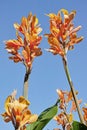 Floriferous cane in blooming