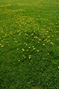 Floriferous meadow
