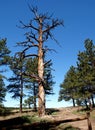 Florissant Fossil Beds