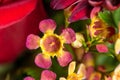 Florist bouquet featuring a pink and yellow waxflowers Royalty Free Stock Photo