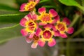 Florist bouquet featuring a pink and yellow waxflowers Royalty Free Stock Photo