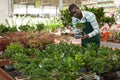 Florist checking ficus microcarpa in pots