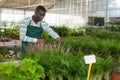 Florist cultivating potted Chamaedorea elegans