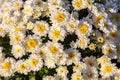 Florist daisy flowers Chrysanthemum morifolium in a garden