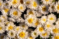 Florist daisy flowers Chrysanthemum morifolium in a garden