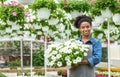 Florist and flowering plants. Woman farmer in apron holds white flowers in hands