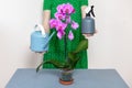 A florist girl holds a watering can and a sprayer near a purple orchid.