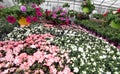 Florist greenhouse with lots of blossomed flower pots