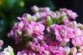 Florist kalanchoe pink flower beautiful closeup little flower Royalty Free Stock Photo