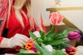 Florist makes bouquet of tulips at flower shop. Hands hold multi-colored spring flowers. Royalty Free Stock Photo