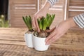 Florist with potted hyacinth plants at wooden table, closeup