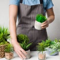 Florist putting potted plants on table, crop