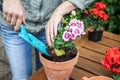 Woman planting geranium into flowerpot on wooden table