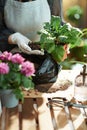 Florist in rubber gloves in living room in sunny day