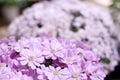 Florist's Cineraria Royalty Free Stock Photo