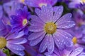 Florist\'s Cineraria flowers blooming and covered with droplets of water. Royalty Free Stock Photo