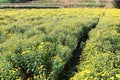 Florist\'s Daisy or Chrysanthemum flowers blooming in the plantation